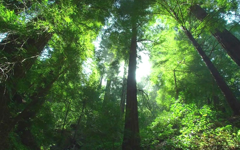 Chenzhou  Floresta  fazenda