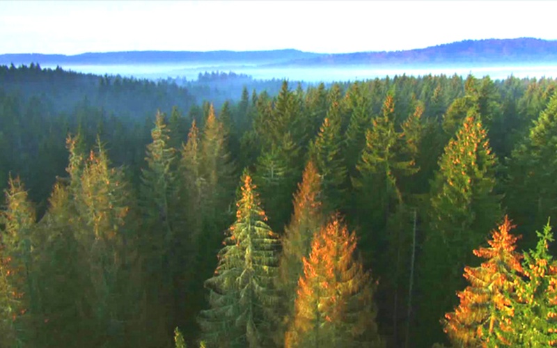Nanchang Forest Farm