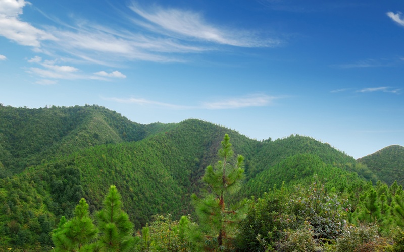 Ganzhou Forest Farm